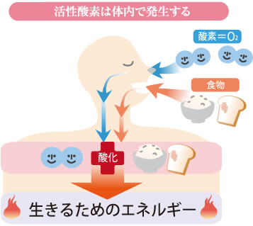 図・活性酸素は体内で発生する
