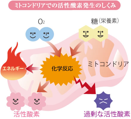 図・ミトコンドリアでの活性酸素発生のしくみ