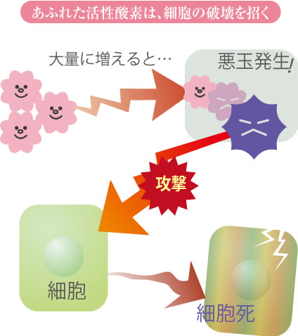 図・あふれた活性酸素は、細胞の破壊を招く