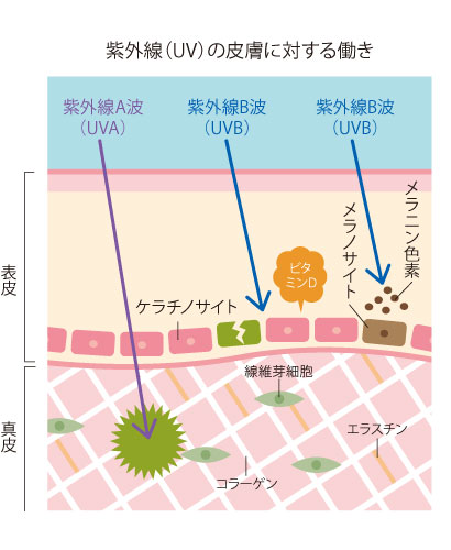 紫外線（UV)の皮膚に対する働き